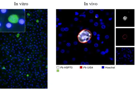 Figure 4- Histological liver slices of PbWT infecting rhesus hepatocytes in vivo.  