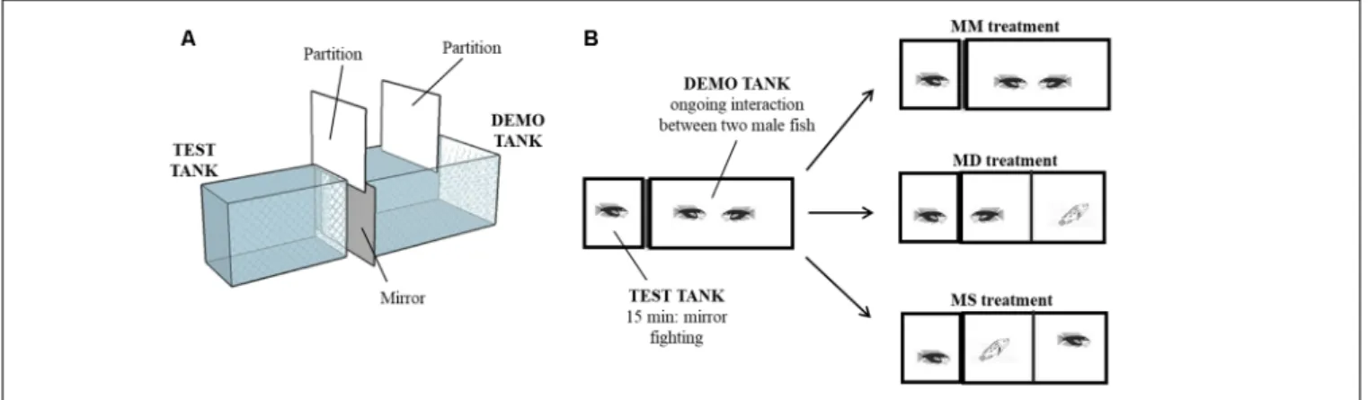 FIGURE 1 | Behavioral paradigm. (A) 3D diagram of the experimental setup. Test tank and demo tank were side-by-side and physically separated