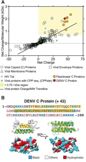 Figure 1B shows DENV C protein amino acid sequence and charge distribution in the tridimensional structure of the dimer