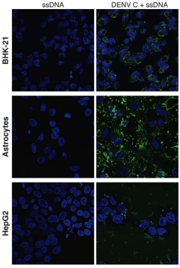 Figure 4B). To better ascertain the efficacy of peptide- vs.