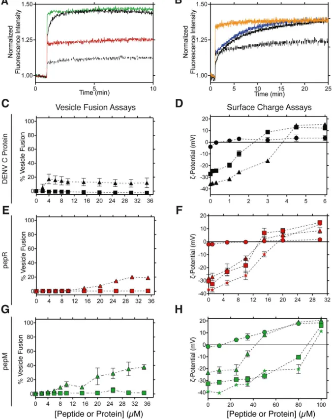 Figure 5. DENV C protein and DENV C protein-derived peptides pepR and pepM interaction with lipid vesicles