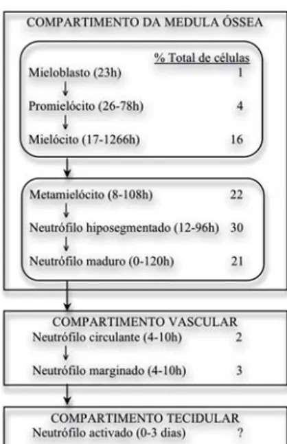 Figura 1 – Mielopoiese  ( adapt. Ref.  7)