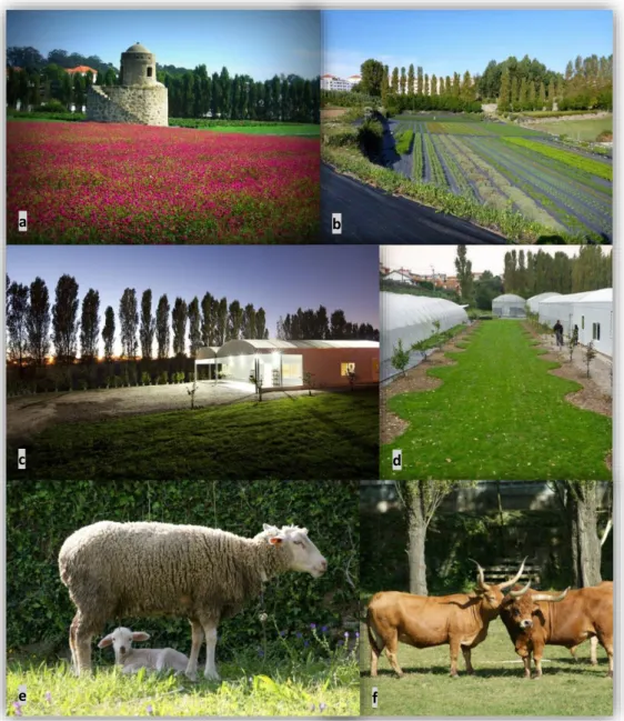 Figura 3 – Área e elementos que compõem o espaço do Cantinho das Aromáticas: (a) e (b) – campos de cultivo; (c) –  Exterior da loja e casa de chá; (d) – exterior das estufas de propagação e armazém; (e) e (f) – animais da quinta