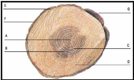 Figura 2.2 – Corte transversal de um tronco [5] Legenda A – medula / B- cerne / C- raio medular / D- borne  / E- câmbio / F- líber / G- casca 