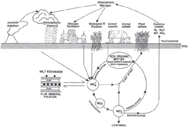 Figure 2.1 – Nitrogen cycle in the crop-soil system (adapted from Cameron, 1992). 