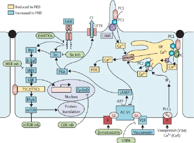Figura 1: Potenciais vias de sinalização celular afetadas na DRPAD e potenciais alvos terapêuticos