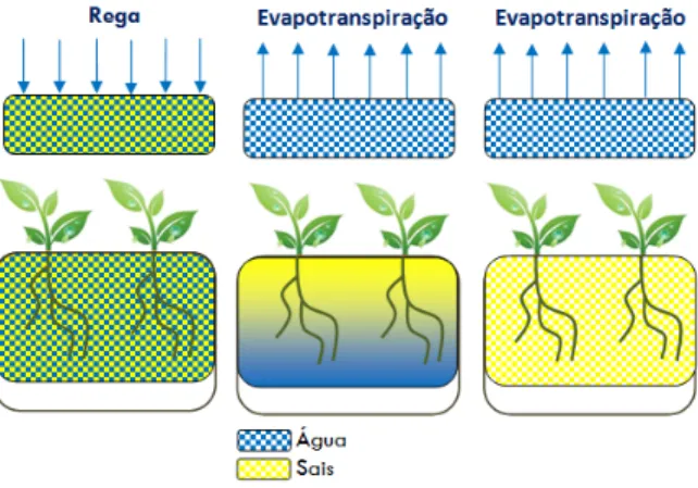 Figura 7 – Salinização do solo na zona das raízes das plantas por evapoconcentração de sais (Adaptado de Duarte,  2006)