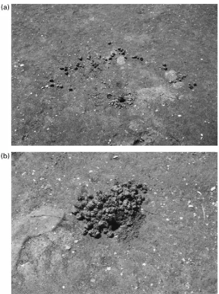 Figure 3. Photographs of typical male (a) and female (b) burrows with mudballs.