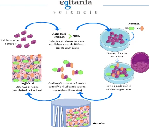 Figura 1: Metodologia de Scaffolds Lbl direcionada à produção de qualquer tecido 3D funcional e vascularizado utilizando células normais
