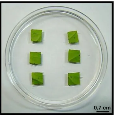 Figura 3. Explantes foliares inoculados em meio de indução. 