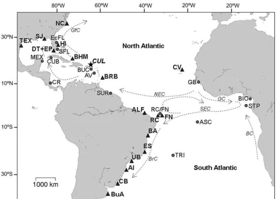 Figure 1. Atlantic green turtle (Chelonia mydas) foraging grounds (n = 18, dark triangles and black star for study site) and  nesting populations (n =14, gray circles) included in this study, with respect to major ocean currents: GfC: Gulf Current,  NEC: N