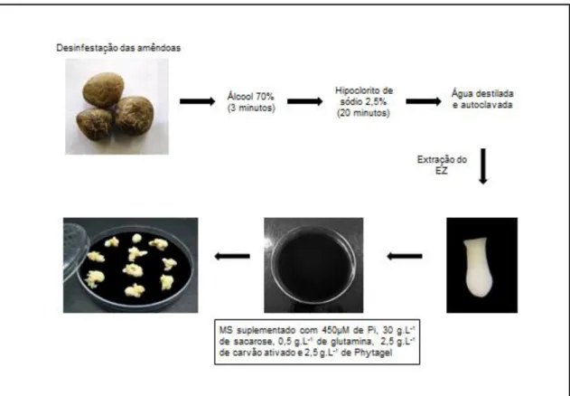 Figura  1. Esquema  ilustrativo  do  processo  de  indução  da  embriogênese  somática  a  partir  de  embriões zigóticos (EZ) obtidos de frutos maduros de dendezeiro (Elaeis guineensis Jacq.): da  desinfestação das amêndoas e extração dos EZ até a formaçã