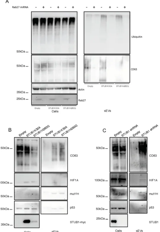 Fig 5. Rab27 depletion prevents the secretion of ubiquitinated proteins by sEVs and STUB1 inactivation leads to an increase of proteasomal substrates in secreted sEVs