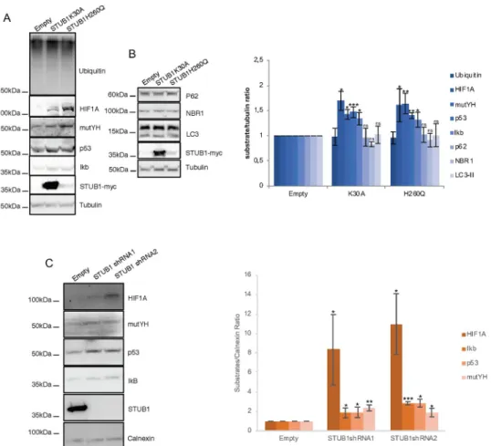 Fig 1. Expression of STUB1-DN mutants induces stabilization of proteasomal substrates