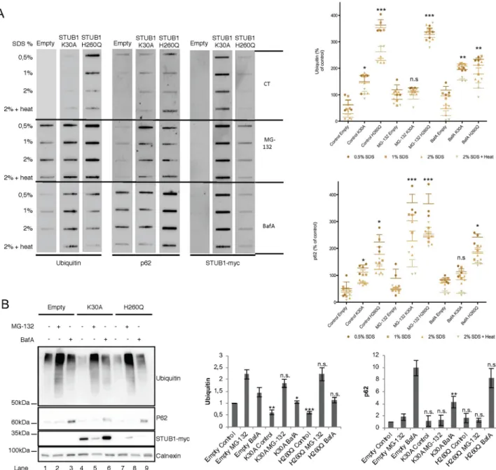 Fig 2. Expression of STUB1DN mutants leads to the formation of protein aggregates. ARPE-19 cells were transduced using lentiviral particles containing vectors for the expression of either STUB1K30A or STUB1H260Q