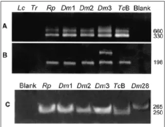 Figure 6. Genotypic characterization of wild-type flagellates by PCR amplification with rDNA and  mini-exon specific primers derived from Trypanosoma cruzi.