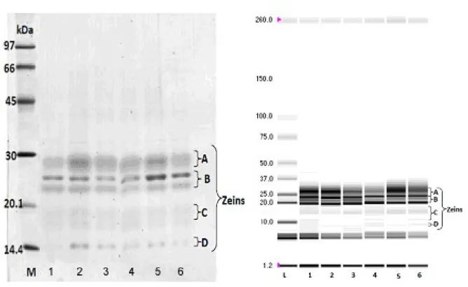 Figure 4. Separation of zein and identification of zein fractions using SDS-PAGE 12% gel (left image) and Chip electrophoresis virtual gel  (right image)