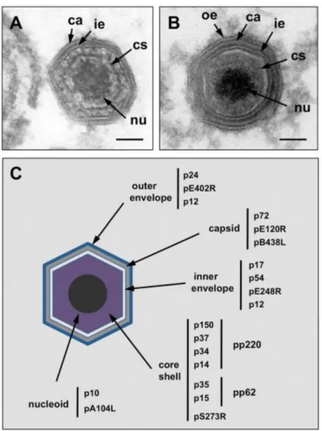Figure 2. Structure and protein composition of ASFV particle.  