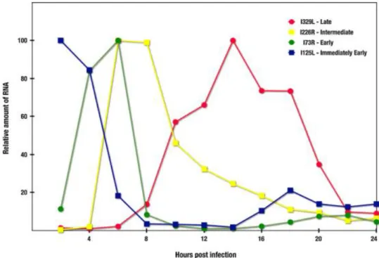 Figure 4. Accumulation kinetics for immediately  early  (blue, I215L), early (green, I73R), intermediate  (yellow,  I226R)  and  late  (red,  I329L)  transcripts  throughout  ASFV  infection