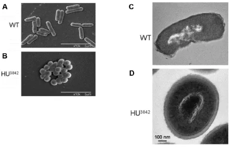 Figure 5. Effects of a gain-function HU mutant on colony morphology and nucleoid compaction