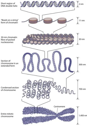 Figure 7. The organization of DNA within the chromatin structure.  