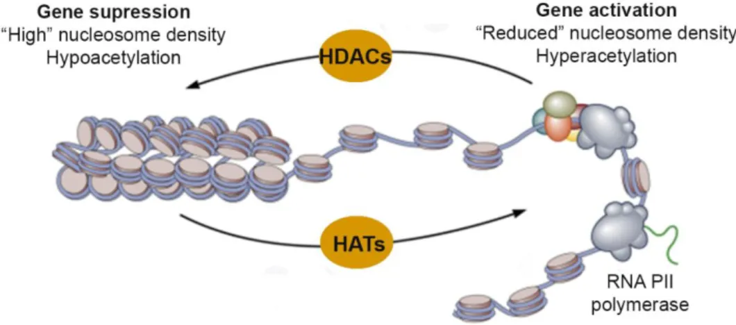 Figure  8.  The  dynamic  state  of  histone  acetylation/  deacetylation  regulated  by  HDACs  and  HATs