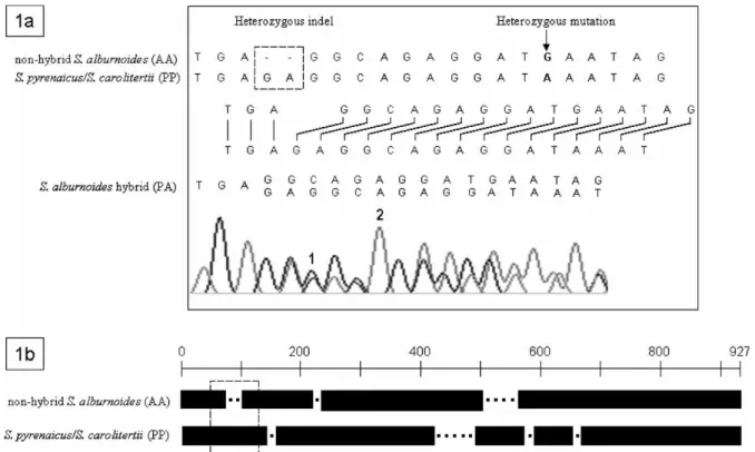 Figure 1. (1a) Demonstration of the disturbance generated by the first heterozygous indel in the sequencing process of a S
