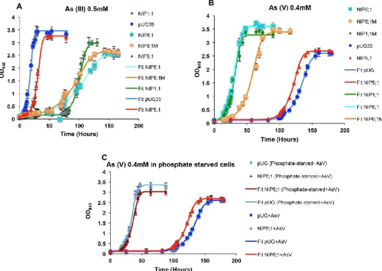 Figure  8.  Growth  assays  of S.  cerevisiae  strains  in  arsenium.  Yeast  cells  expressing  empty  plasmid  pUG35 or grapevine NIPs were washed and inoculated (A 260  = 0.1) in the minimal media containing  (A) 0.5 mM arsenite (As III) and (B) 0.4 mM 