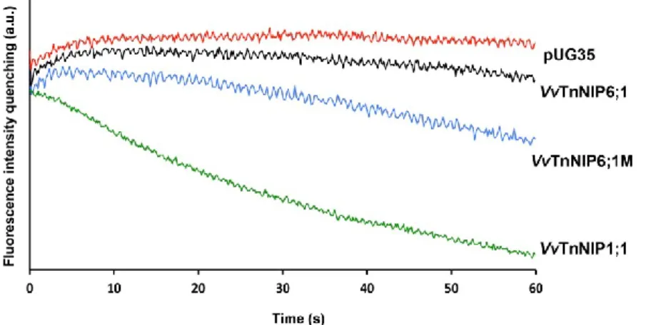 Figure  3.  Traces  obtained  from  stopped‐flow  spectroscopy.  The  hyperosmotic  shock  (with  2.1  M  glycerol) was applied to the yeast cells (equilibrated with 1.4 M sorbitol) expressing functional NIPs  (VvTnNIP1;1,  VvTnNIP6;1)  of  grapevine  and 