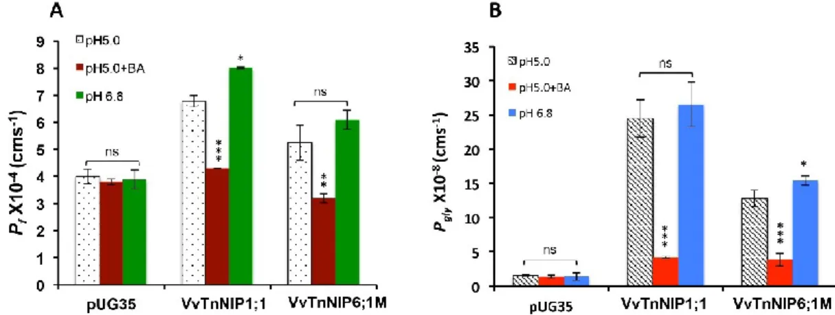 Figure 6. pH‐dependent (A) water and (B) glycerol permeabilities of grapevine NIPs. Permeability  coefficients were measured at extracellular pH 5.0 (pH in  6.1), pH 5.0 + 4.0mM benzoic acid (BA) (pH in 4.8), pH 6.8 (pH in  6.8)