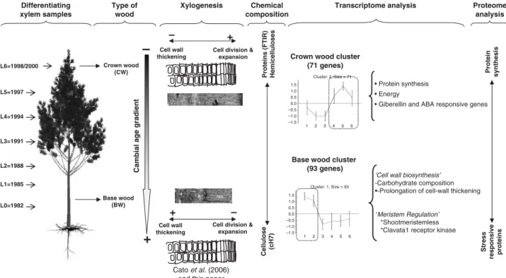 Fig. 9 Summary of the main results obtained in this study. Tree image courtesy of T. Fourcaud (AMAP CIRAD) and F