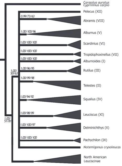 Figure 2 Phylogenetic relationships, based on cytochrome b sequences, among  Euro-pean Leuciscinae and North American Leuciscinae