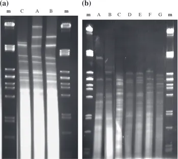 Fig. 1. MtDNA restriction patterns obtained with HinfI in (a) D. bruxellensis and (b) P