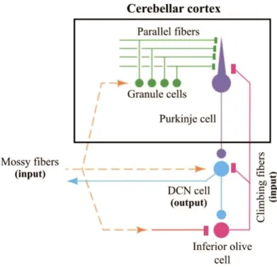 Figure 1.1   Graphical representation of the cerebellar circuit. The neurons in orange and pink carry information to the  cerebellar cortex (mossy and climbing fibers, respectively)