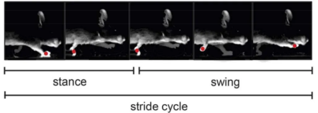 Figure 2.2   Illustration of a stride cycle in a mouse. Each individual stride cycle is divided into two phases: stance and  swing