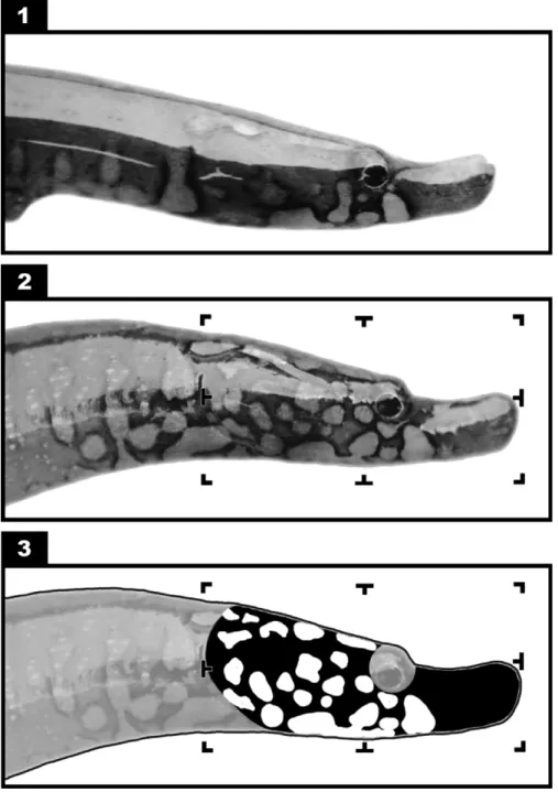 Fig. 2) mainly due to a greater number of spots in the operculum region (see Fig. 1).