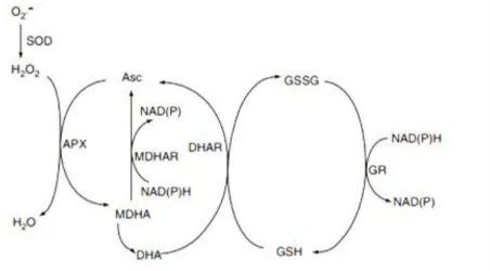 Figura 6 - Esquema do ciclo ascorbato-glutationa (Latowski et al., 2010) 