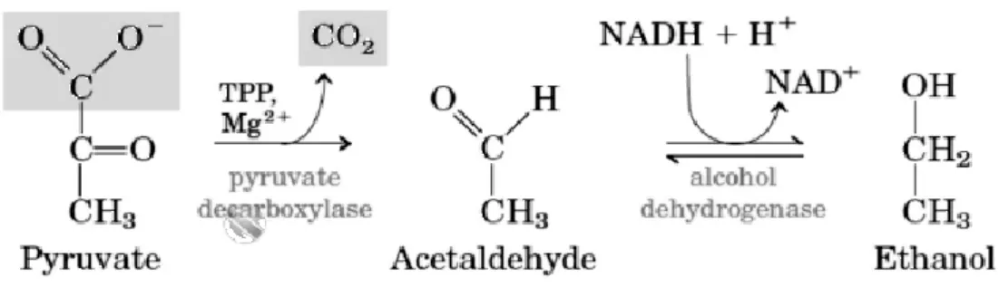 Figura 7 -Reacção de fermentação alcoólica ( https://biochem4life.wordpress.com ) 