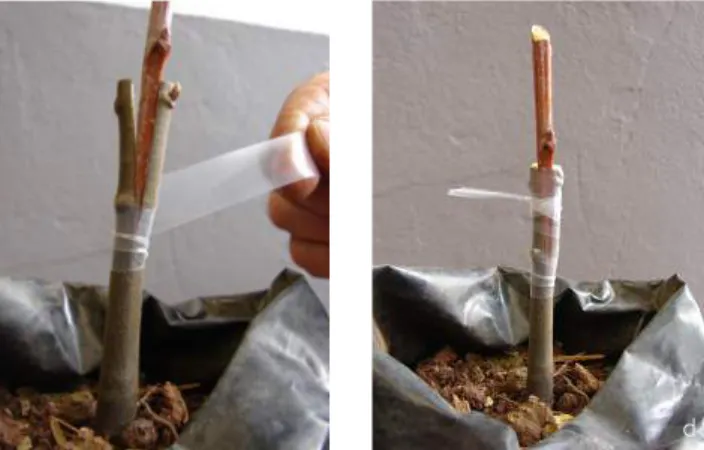 Fig. 2 - Enxerto de fenda. 