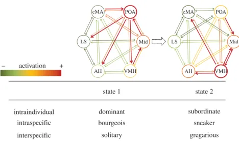 Figure 1. Hypothetical representation of transitions in the functional state (i.e. relative activity at each node and strength of connectivity) of the brain social behaviour network (BSBN) corresponding to transitions on behavioural phenotype at different 