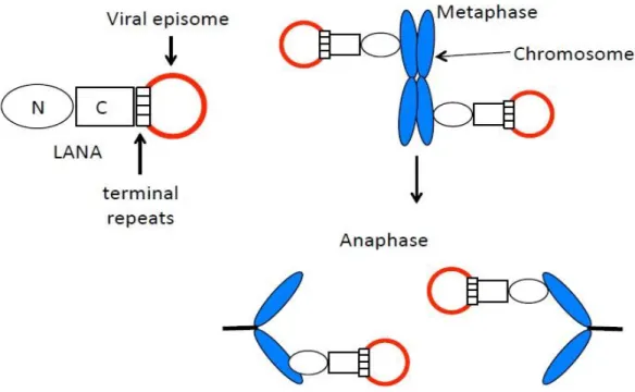 Figure 1 - Episome segregation model. C-terminal LANA (C) binds terminal repeat DNA sequences in the episome