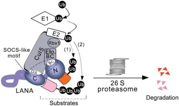 Figure 2 - A model for KSHV LANA assembles EC 5 S ubiquitin complex to target downstream substrates for degradation