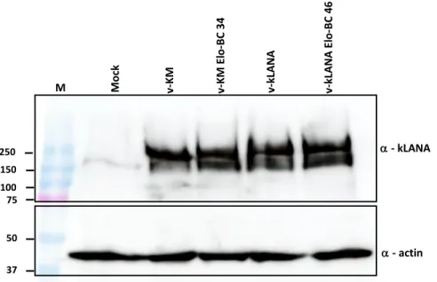 Figure 7 - Expression detection of viral protein kLANA. BHK-21 cells were infected with 3 PFU/cell  during a period of 6h