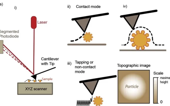 Figure 10 – Atomic force microscopy imaging of extracellular vesicles. I) working principle of AFM