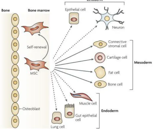 Figure 11- The differentiation capacity of MSCs. The figure shows the ability of MSCs to self-renew (curved  arrow) and to differentiate into mesodermal lineage (solid arrows)