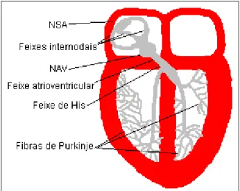Figura 1 – Representação esquemática do sistema de condução cardíaco. 