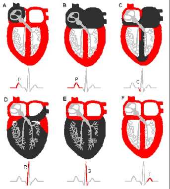 Figura  2  –  Representação  esquemática  da  transmissão  do  impulso  eléctrico  pelas  diferentes partes do coração e respectiva representação electrocardiográfica