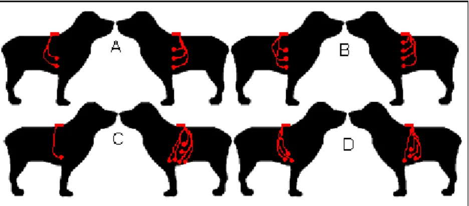 Figura  4  – Representação de alguns exemplos de derivações precordiais modificadas que  podem ser usados, em cães, para a monitorização Holter