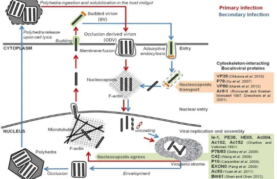 Figure 2. Virus’s life cycle comprises three phases concerning gene expression: immediate  early/early,  late  and  very  late  (Passarelli  and  Guarino,  2007)