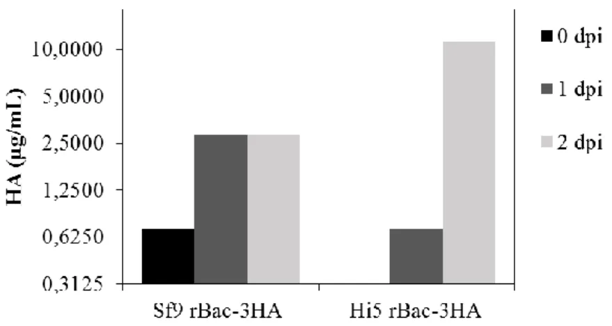 Figure 6 - HA concentration in culture supernatant. Parental Hi5 and Sf9 cells transfected with construct #1 (Figure 5)  were infected with a rBac containing three HA genes at a CCI of 2x10 6  cell/mL and MOI of 10 total viral particles/cell  48h (for Hi5 